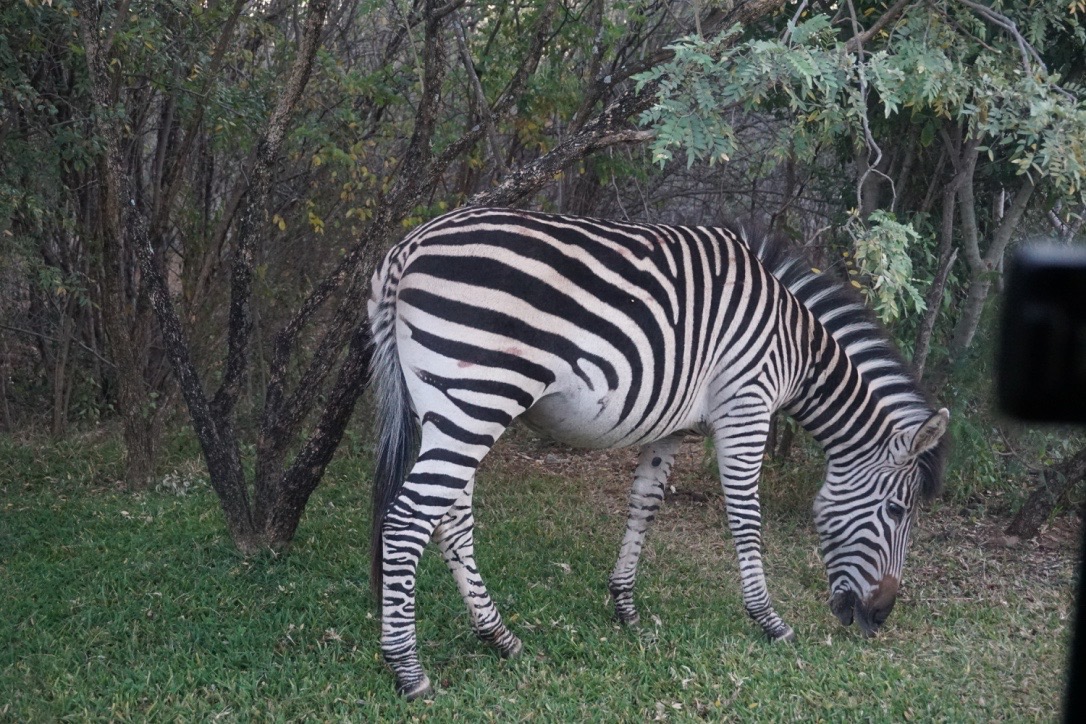 A zebra grazing in the grass near some trees.