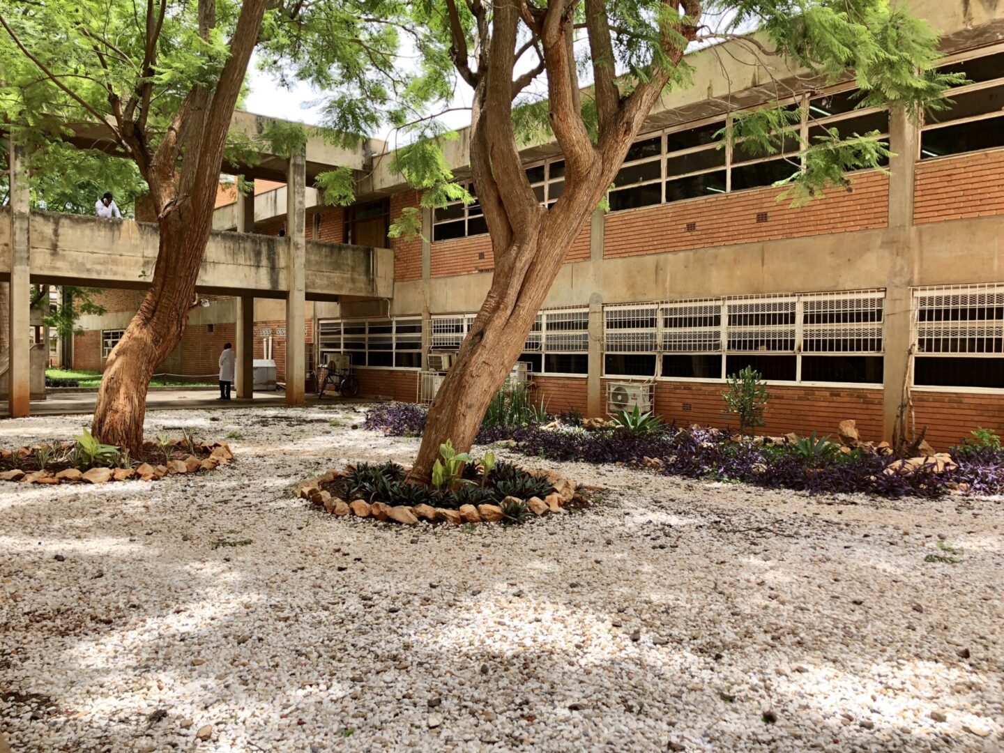 A tree in the middle of a courtyard.